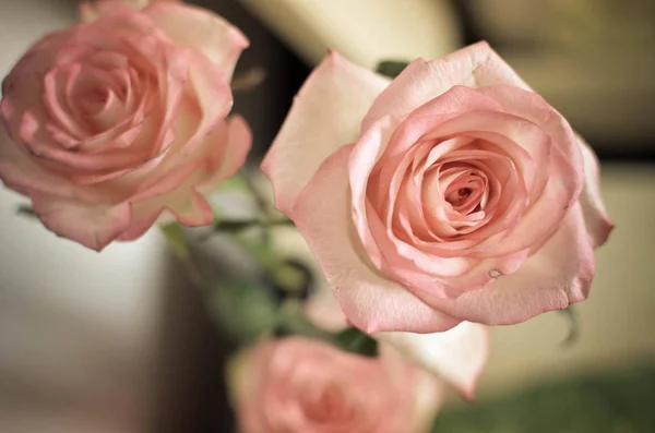 Roze Voorjaar Rose Bloem Tafel — Stockfoto