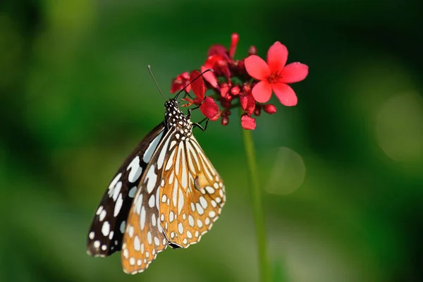 Gyönyörű Pillangó Virág — Stock Fotó