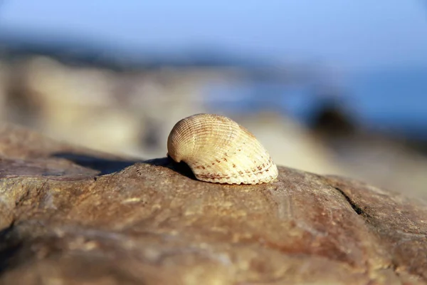 Coquille Mer Posée Sur Pierre Près Bord Mer — Photo