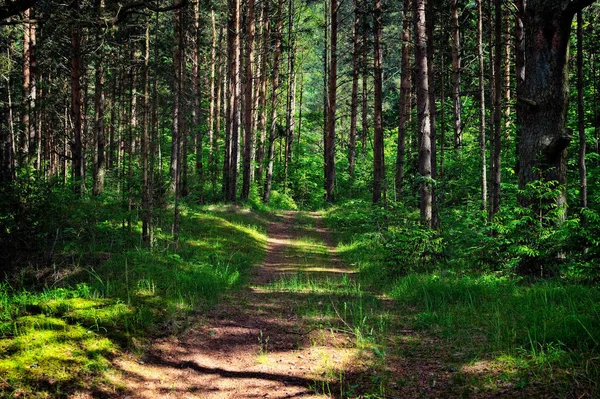 Lesní Cesta Borovicovém Lese Ráno — Stock fotografie