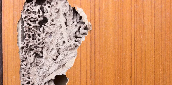 シロアリ被害と木製のドア — ストック写真