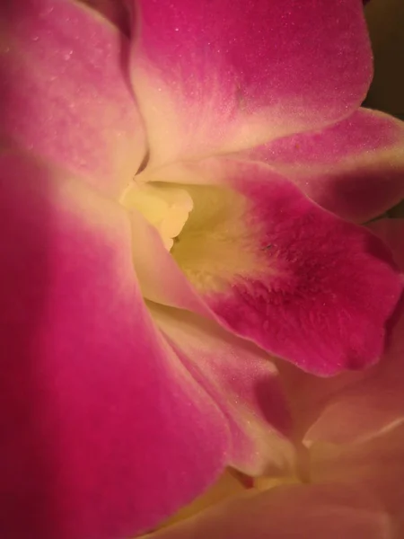 Orkidé Blomma Rosa Vit Blommande Flora Exotisk Skönhet Växt Dekoration — Stockfoto