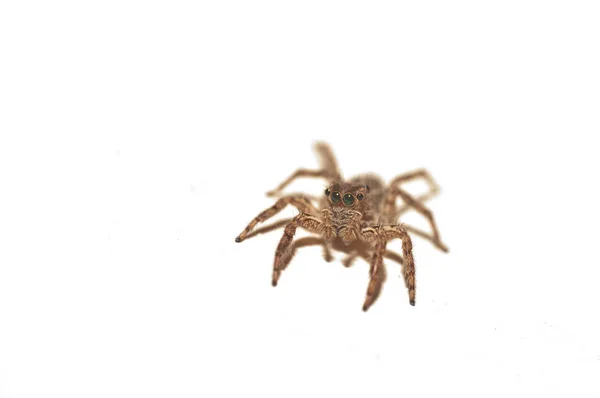 Close Jumping Spider — Stock Photo, Image