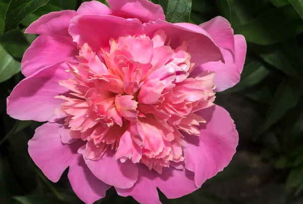 Belle Grande Pivoine Rose Fleurissant Dans Jardin Est Photographiée Près — Photo