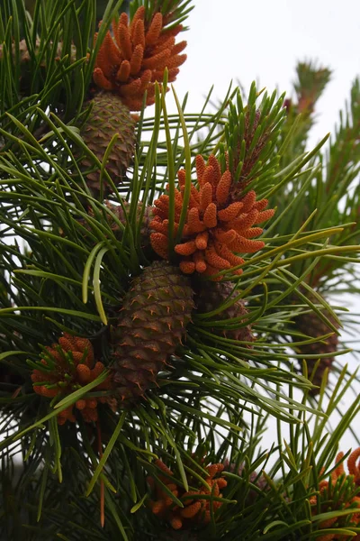 Tree Buds Young Shoots Spruce Fir New Life Birth — Stock Photo, Image