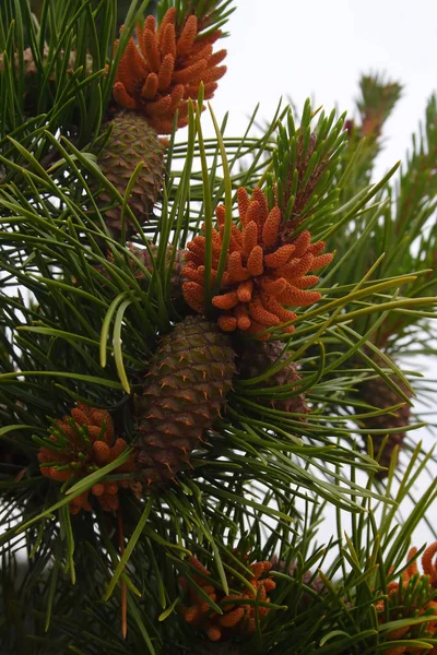 Boccioli Albero Germogli Giovani Abete Rosso Abete Nuova Vita Nascita — Foto Stock