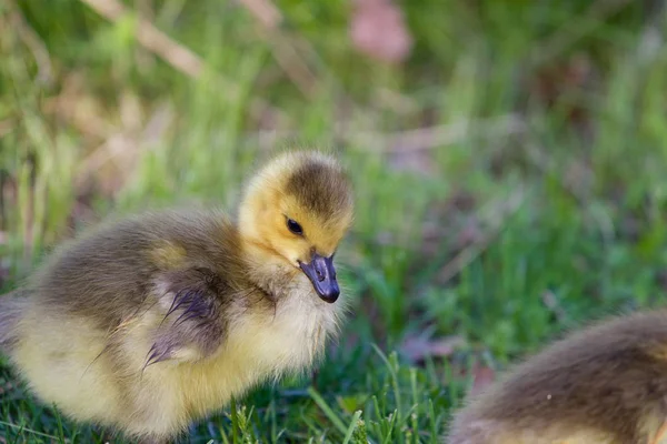 Niedliches Küken Einer Gackernden Gans Aus Nächster Nähe — Stockfoto