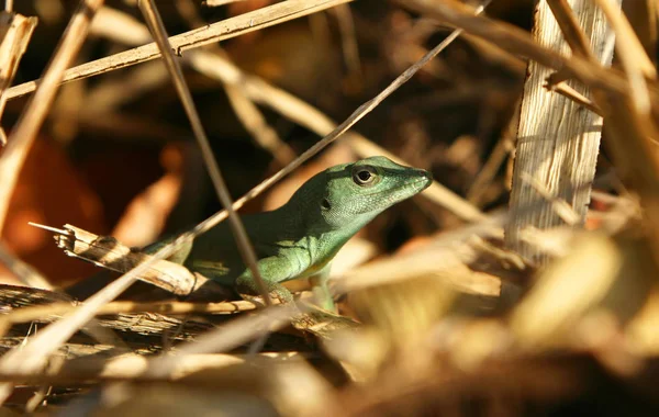 Nahaufnahme Einer Grünen Eidechse Die Sich Einer Vegetation Versteckt — Stockfoto