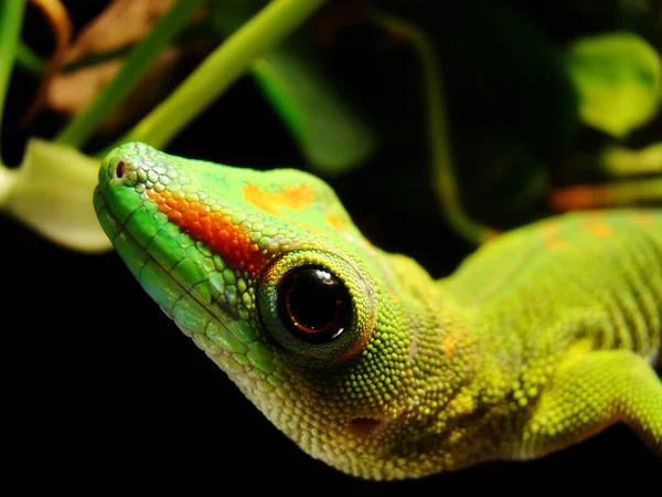 Madagascar Gigante Dia Gecko Pendura Para Fora Seu Tanque — Fotografia de Stock