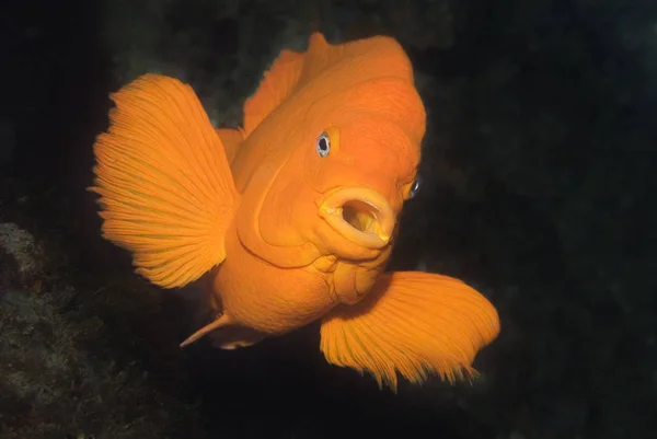 Garibaldi Damselfish Hypsypops Rubicundus Flairing Defesa Seu Ninho — Fotografia de Stock