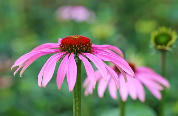 Close Pink Flowers — Stock Photo, Image