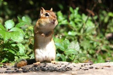 Eastern Chipmunk Tamias striatus standing up in morning sun clipart
