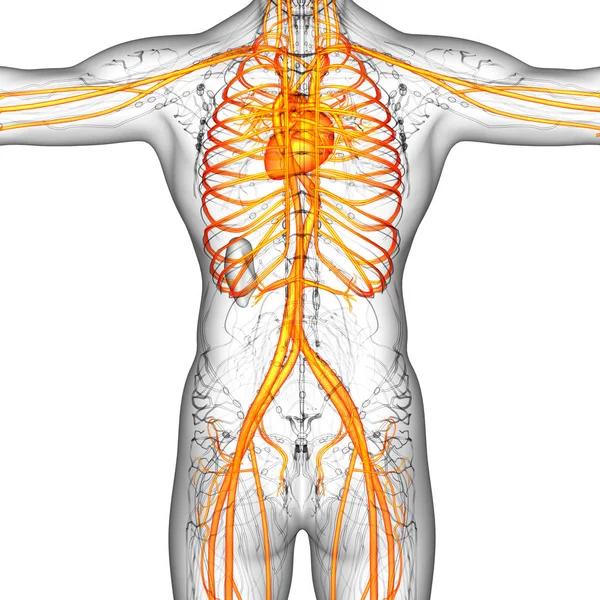 Візуалізація Медичної Ілюстрації Судинної Системи Людини Вид Ззаду — стокове фото