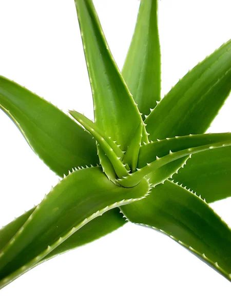 Aloe Vera Από Κοντά Άσπρο Φόντο — Φωτογραφία Αρχείου