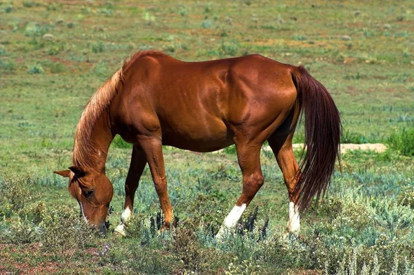 Närbild Amerikanska Quarter Horse — Stockfoto