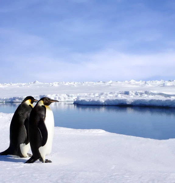 Κοντά Πιγκουίνους Στην Ανταρκτική — Φωτογραφία Αρχείου