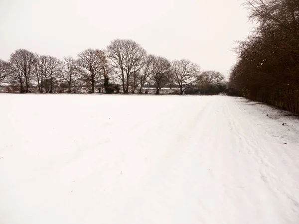 Ландшафтное Поле Покрытое Снегом Белыми Ветвями Зимних Деревьев Essex England — стоковое фото