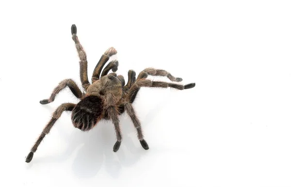 Chilenische Schöne Vogelspinne Grammostola Cala Isoliert Auf Weißem Hintergrund — Stockfoto