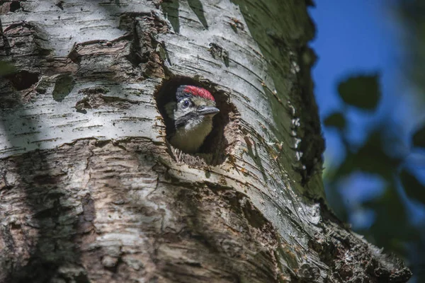 Photo was shot in a forest on Red\'s rock mountain in Halden, Norway and showing a great spotted woodpecker, Dendrocopos major chick that are waiting to fly out of the nest.