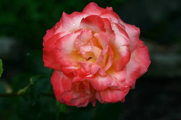 Brillante Flor Rosa Hermosa Luz Del Día Primer Plano — Foto de Stock