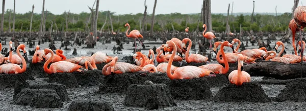 Colony Great Flamingo Nests Rio Maximo Camaguey Cuba — Stock Photo, Image