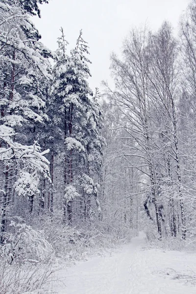 Vacker Utsikt Winter Park Snö — Stockfoto