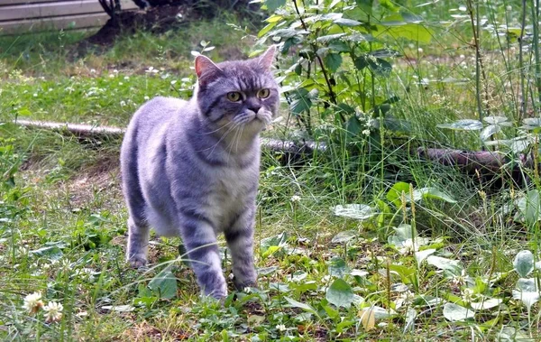 Gray Cat Green Grass Summer — Stok Foto
