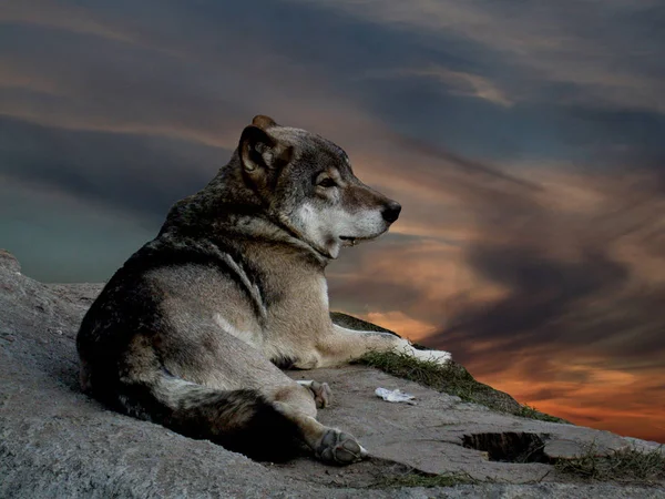 Wilk Leżący Kamieniu Tle Słońca — Zdjęcie stockowe