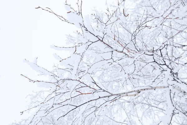 Ramos Inverno Árvores Geada Neve Fundo Céu Branco — Fotografia de Stock