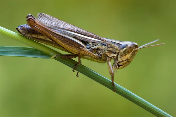 Brown Grasshopper Chorthippus Brunneus Green Sprig — Stock Photo, Image