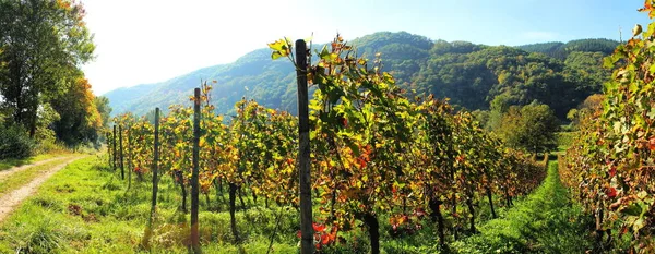 Weingarten Herbst Panorama — Foto de Stock