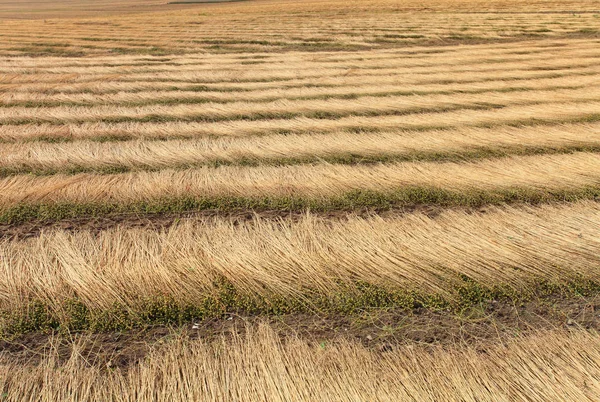 Campos Lino Líneas Dibujo Cosechadas Suelo — Foto de Stock