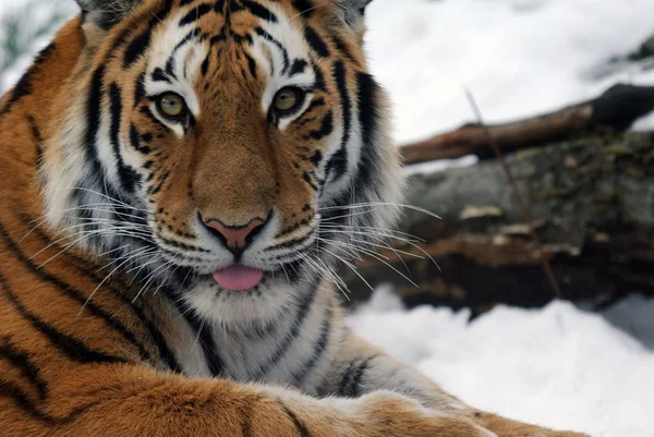 Imagine Aproape Unui Tigru Siberian Într Rece Iarnă — Fotografie, imagine de stoc