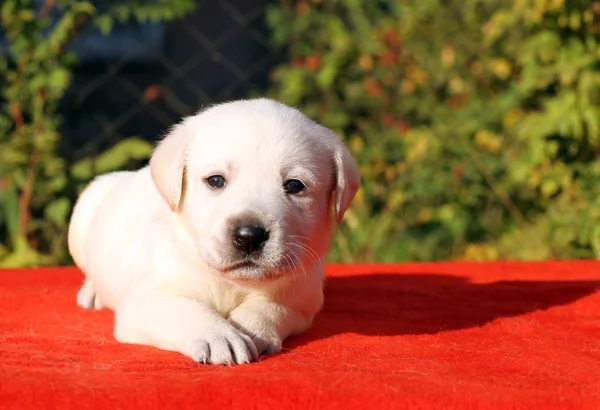Filhote Cachorro Bonito Labrador Amarelo Sentado Fundo Vermelho — Fotografia de Stock