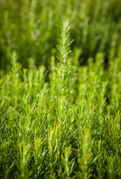 Fundo Alecrim Crescimento Plantas Frescas Especiarias Perfumadas Fitoterapia Alternativa Especiarias — Fotografia de Stock