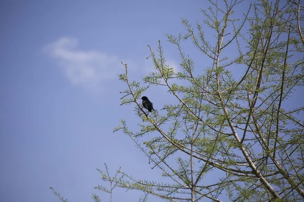 Erkek Kırmızı Siyah Kanatlı Kuş Yiyecek Arama Ağaca Tünemiş — Stok fotoğraf
