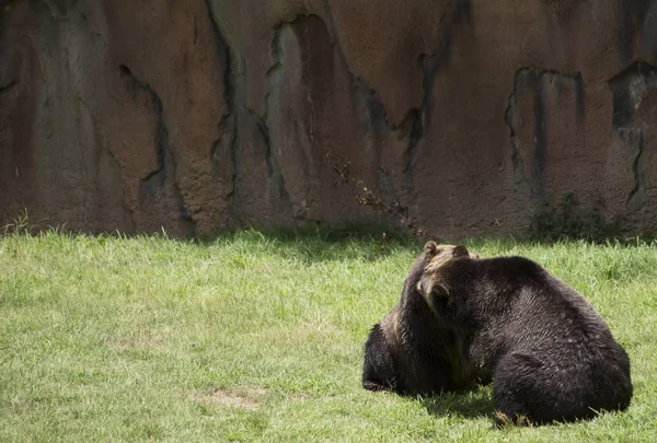 Brown Bears Ursus Arctos Mating — Stock Photo, Image