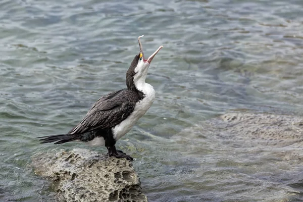 Pied Κορμοράνος Phalacrocorax Διάφορα — Φωτογραφία Αρχείου