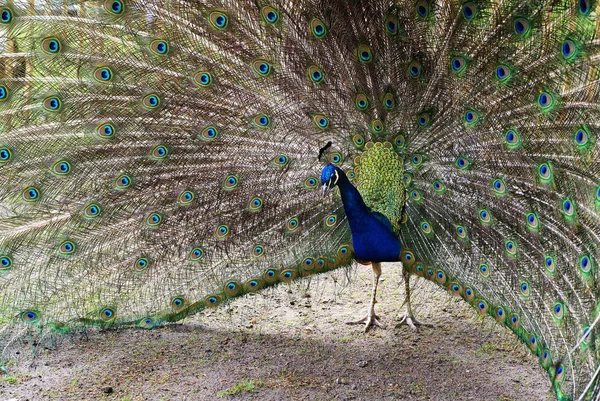 蓝孔雀显示其美妙的彩色羽毛 — 图库照片