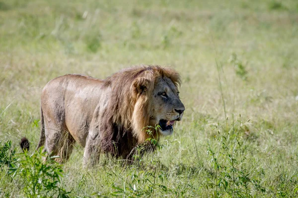Великий Чоловічий Лев Ходить Траві Національному Парку Chobe Ботсвана — стокове фото