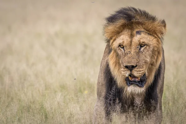 Чоловічий Лев Високої Трави Центрі Khalahari Ботсвани — стокове фото