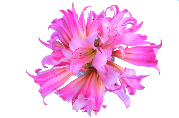 Rosa Blume Schöner Blumiger Hintergrund — Stockfoto