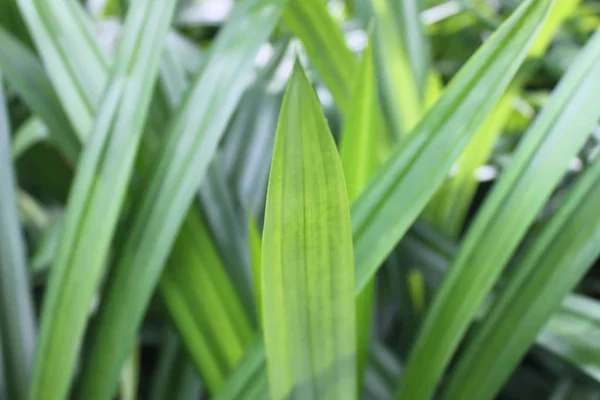 Pandan Plantado Jardín — Foto de Stock