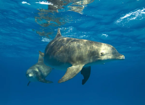 Ett Par Courious Atlantic Spotted Dolphin Stenella Frontalis Havsytan — Stockfoto