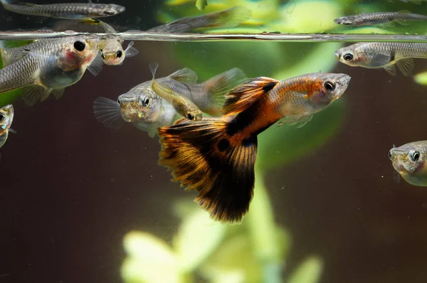Guppy Multi Colored Fish Tropical Acquarium — Stock Photo, Image