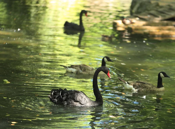 湖の中の黒い白鳥 シグナスのアトラタス とガチョウの群れ — ストック写真