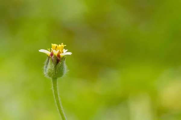 1个黄草花在绿色背景下 — 图库照片