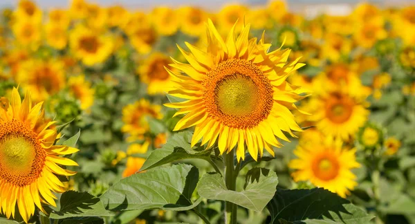 Zonnebloemveld Kan Worden Gebruikt Als Achtergrond — Stockfoto