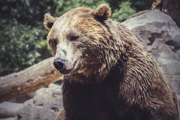 Predador Urso Castanho Poderoso Espanhol Animal Selvagem Enorme Forte — Fotografia de Stock