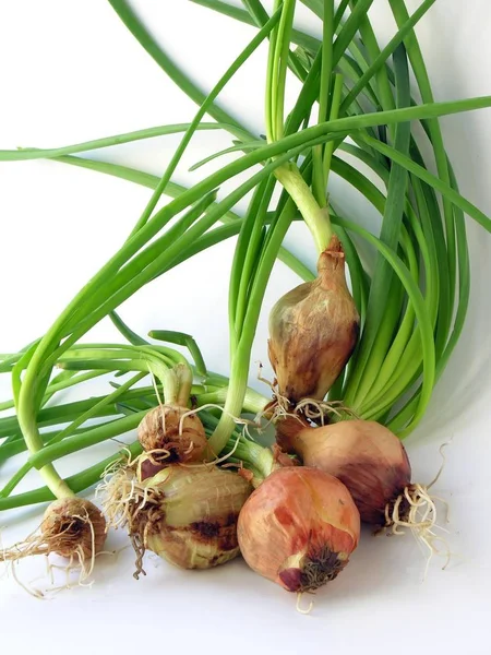 Vroege Uien Met Groene Bladeren — Stockfoto